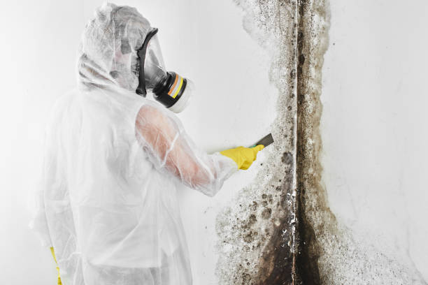 Best Mold Remediation for Specific Building Types in Hackleburg, AL