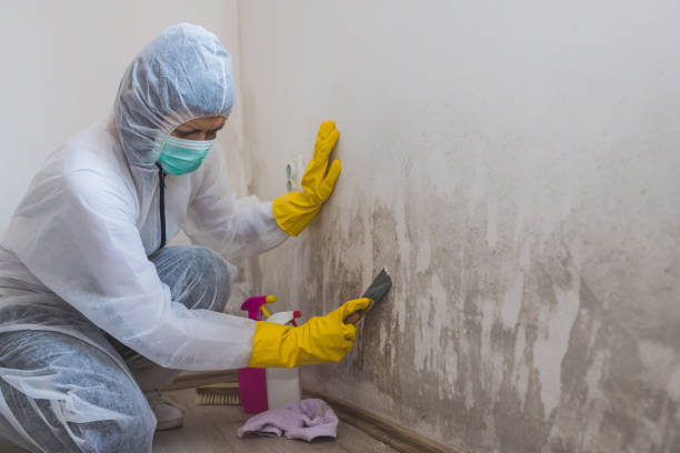 Best Bathroom Mold Remediation in Hackleburg, AL