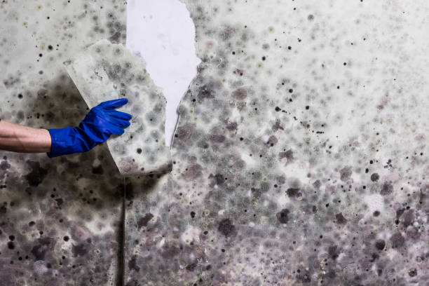 Best Mold Remediation for Schools in Hackleburg, AL