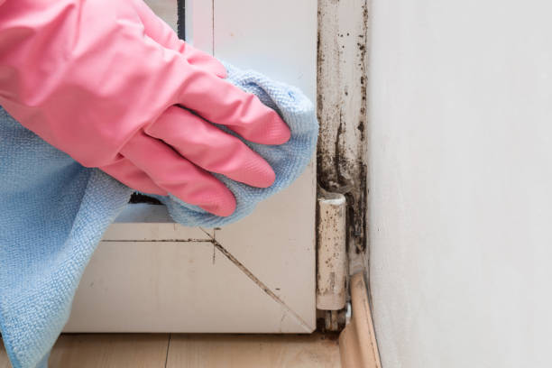 Best Insurance-Related Mold Remediation in Hackleburg, AL