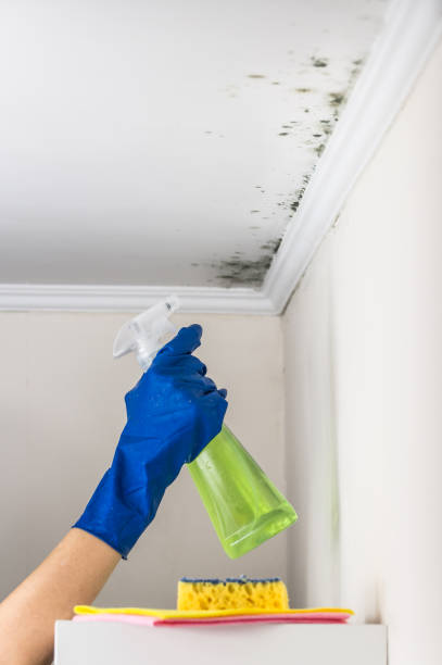 Best Black Mold Remediation in Hackleburg, AL